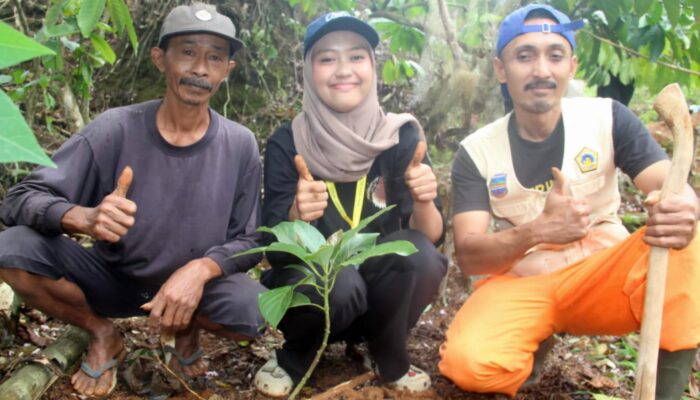 Kelompok Tani Cintabumi Junior Gandeng Mahasiswa KKN UGM Gelar Gerakan Konservasi Kebun Kopi