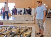 Musim Kemarau Bawa Berkah, Nelayan Pangandaran Panen Tongkol Kuning: Transaksi TPI Tembus Rp14,7 Miliar