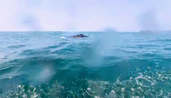 Momen Langka: Wisatawan dan Pemandu Diving Bertemu Paus Bungkuk 10 Meter di Laut Batukaras