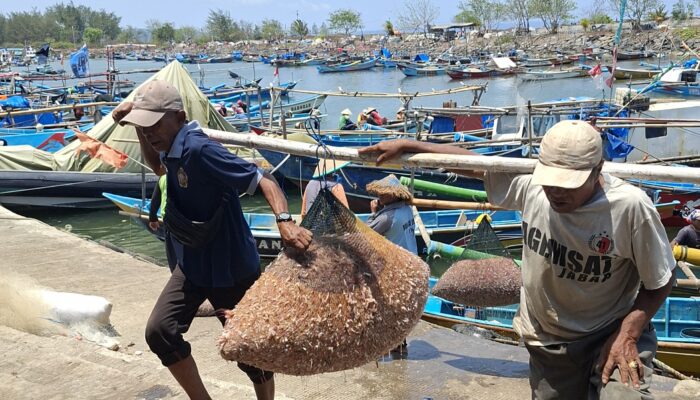 Harga Udang Korosok Anjlok di Pangandaran, KUD Minasari Borong Tangkapan Nelayan
